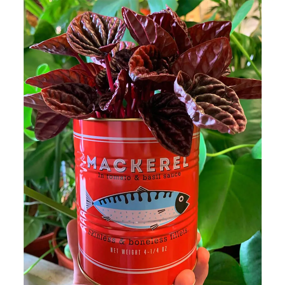 Набор банок для хранения с рыбами REX - фото 10