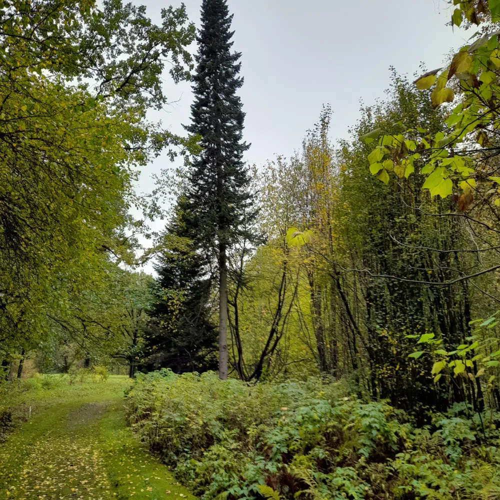 Образовательная прогулка "Тимирязевская академия и дендросад имени Р.И. Шредера", Москва 3 ноября - фото 5