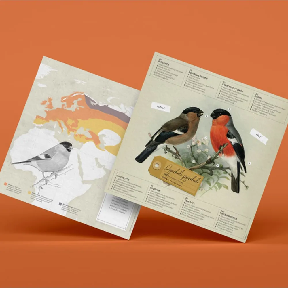 Бумажная модель для сборки Plego Art Pyrrhula pyrrhula (снегирь) - фото 8