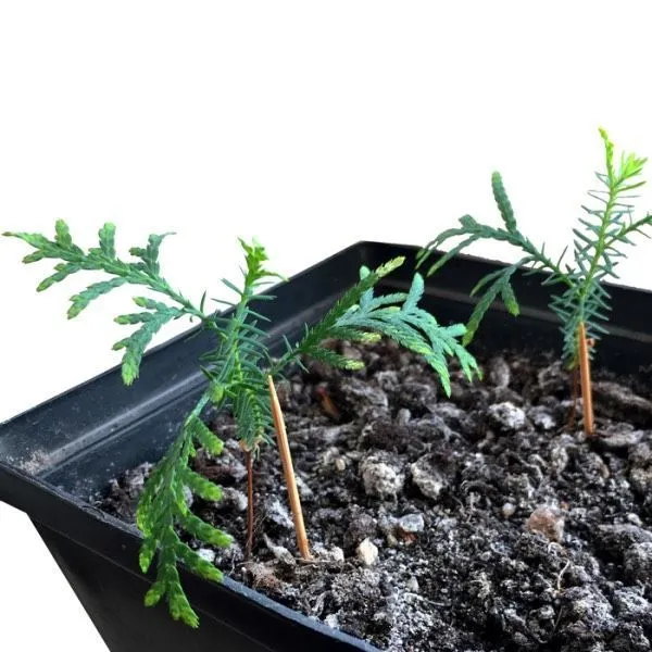 Набор для выращивания Экокуб - фото 6