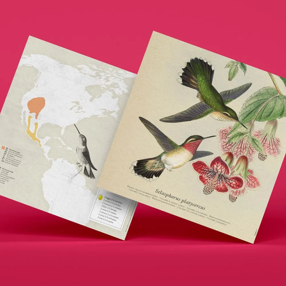 Бумажная модель для сборки Plego Art Selasphorus platycercus (колибри) - фото 7