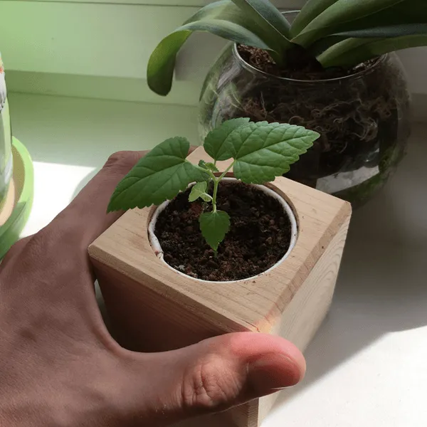 Набор для выращивания Экокуб - фото 14