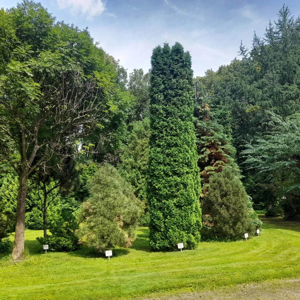 Образовательная прогулка "Тимирязевская академия и дендросад имени Р.И. Шредера", Москва 22 сентября - фото 11