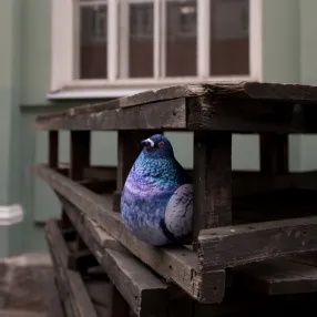 Мягкий реалистичный голубь