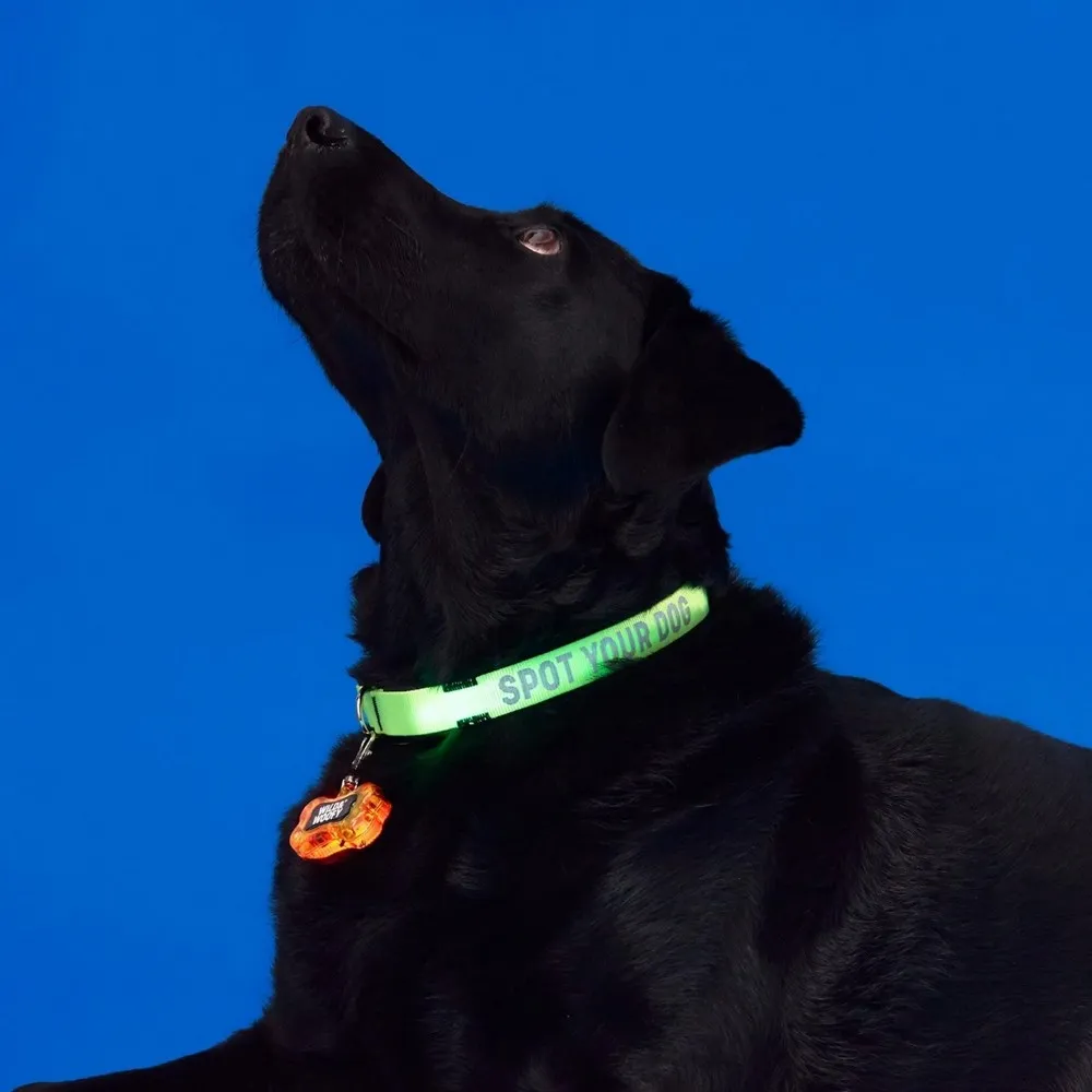 Набор для выгуливания собак - фото 4