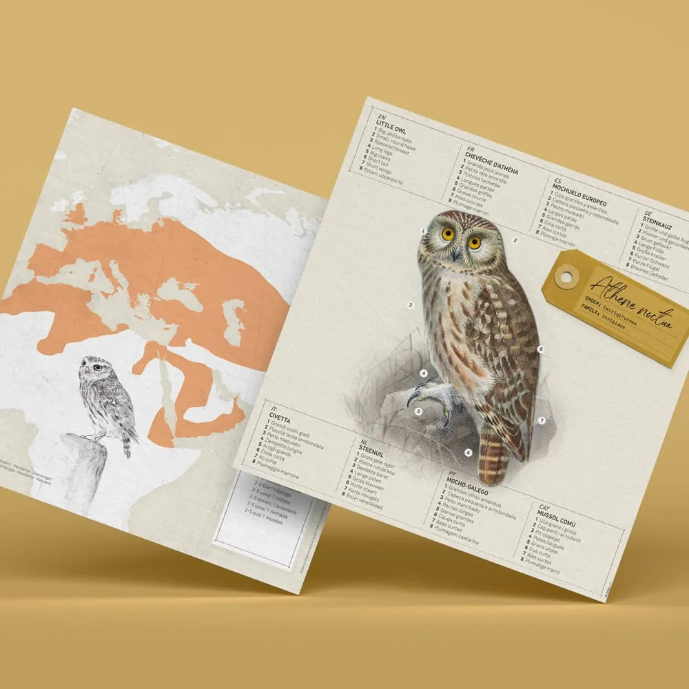 Бумажная модель для сборки Plego Art Athene noctua (сова) - фото 7