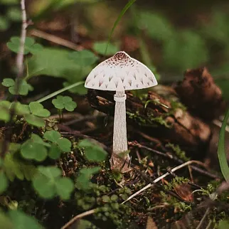 Деревянная брошка PlantMyBones Гриб-зонтик 