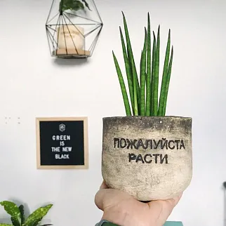 Керамический горшок Пожалуйста расти
