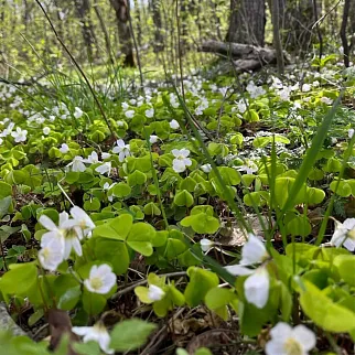 Экскурсия по маякам Ленинградской области 14 мая