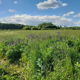 Экскурсия Секреты Битцевского леса, 12 июня
