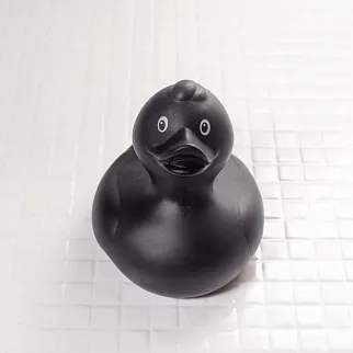 Утка Черная