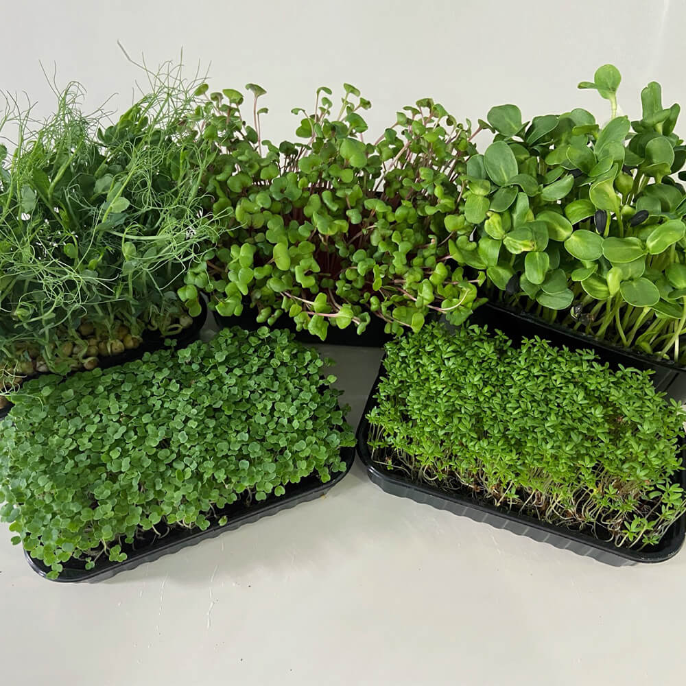 Набор для выращивания микрозелени - фото 2