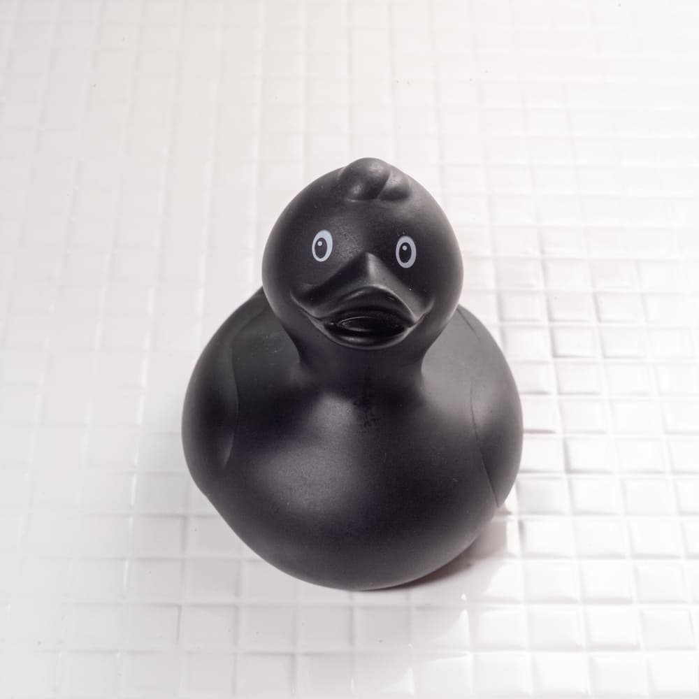 Утка Черная