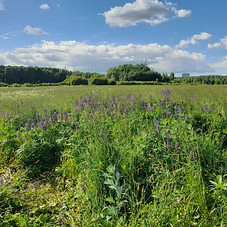 Экскурсия Секреты Битцевского леса, 12 июня